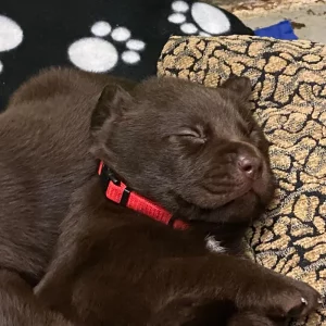 Die Labradorhündin Fibi als Welpe, liegt schlafend auf einem Kissen.