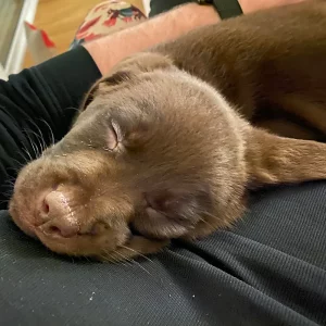 Fibi liegt als Junghund schlafend auf dem Bauch ihres Herrchens.