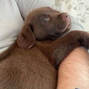 Die Labradorhündin Fibi liegt als Welpe schlafend im Arm ihres Herrchens.