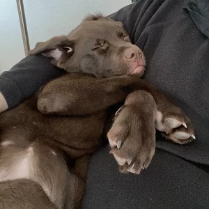 Die Labradorhündin Fibi liegt als Junghund schlafend im Arm ihres Herrchens.