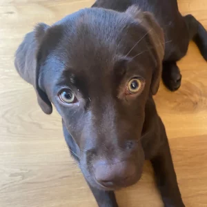 Fibi, eine junge Labradorhündin, guckt aufmerksam in die Kamera.