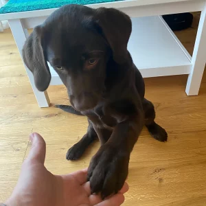 Die Labradorhündin Fibi sitzt als Junghund auf einem Holzboden und gibt Pfötchen.