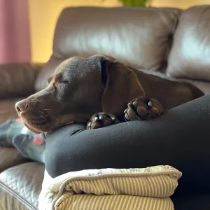 Fibi liegt auf den Beinen ihres Frauchens und schläft.