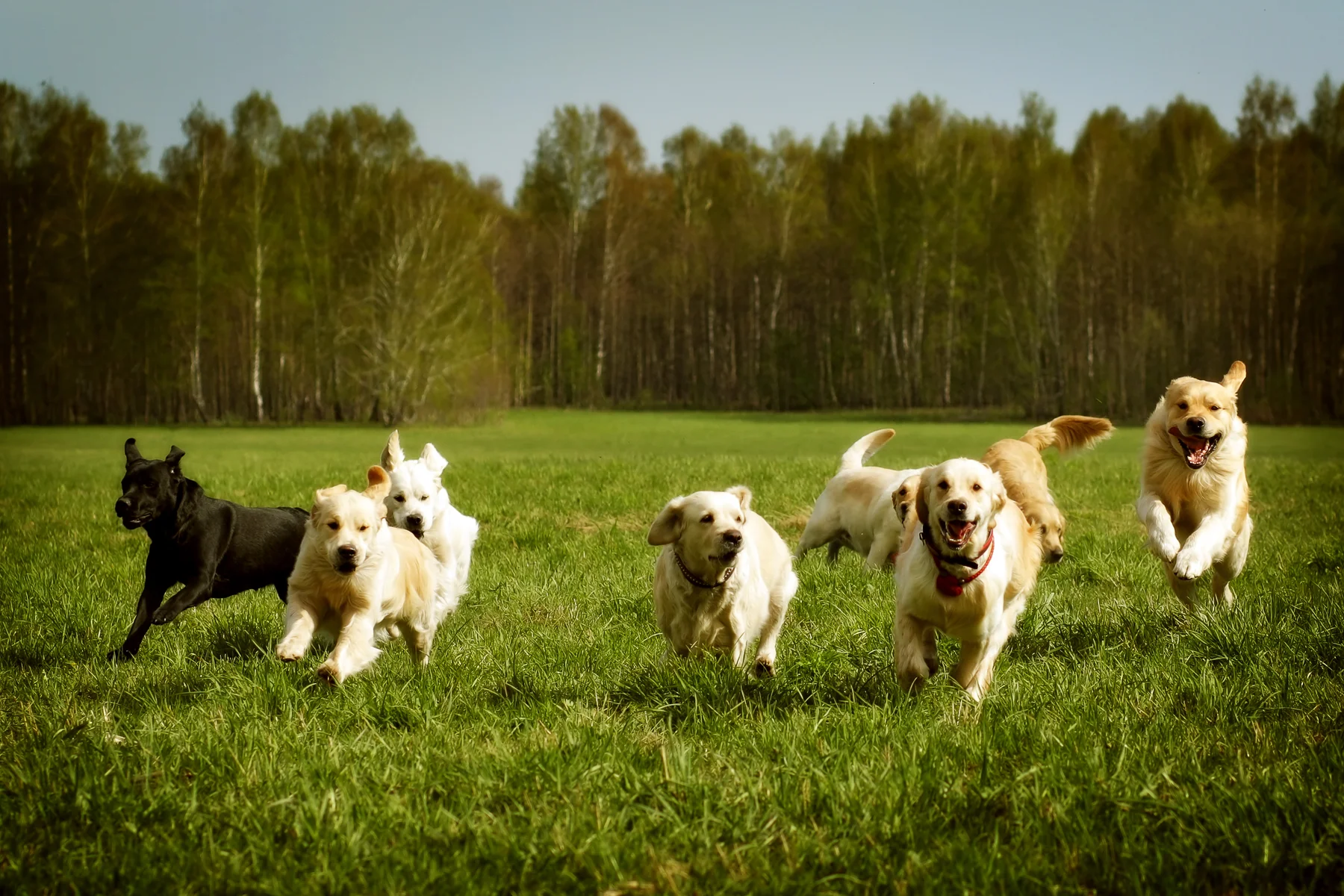Eine fröhliche Gruppe verschiedenfarbiger Hunde, darunter ein schwarzer Labrador und mehrere Golden Retriever, rennt durch eine grüne Wiese vor einem Waldhintergrund.