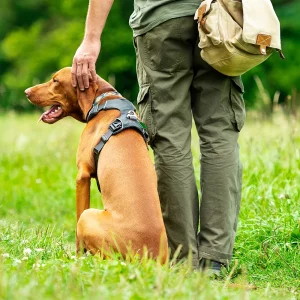 Eine Person in Outdoor-Kleidung tätschelt einen sitzenden, aufmerksamen braunen Hund mit einem Geschirr auf einer grünen Wiese.