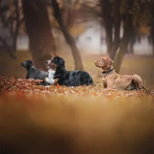 Drei Hunde – ein Labrador, ein Berner Sennenhund und ein Vizsla – entspannen sich im Herbstlaub, umgeben von Bäumen mit fallenden Blättern in einem Park. Nach dem Trainingskurs Grundgehorsam warten Sie erwartungsvoll auf ihr nächstes Kommando.