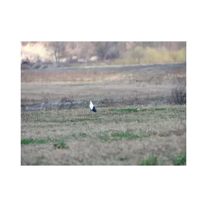 Eine schwarz-weiße Markierungsflagge steckt in einer Wiese.