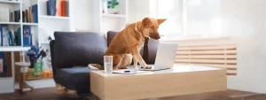 Ein Hund sitzt vor einem Laptop und guckt aufmerksam auf den Bildschirm. Eine Pfote berührt die Tastatur. Die Szene ist in einem Wohnzimmer, im Hintergrund sieht man eine Couch.