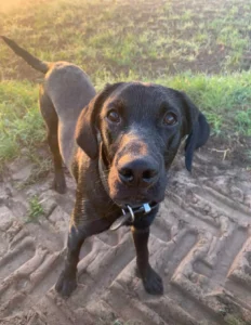 Labradorrüde Forest guckt aufmerksam in die Kamera. Er steht in der Abenddämmerung auf einer grünen Wiese und Feldweg. Hund von Karl Salewski - Hundetrainer in der Dummyschule.
