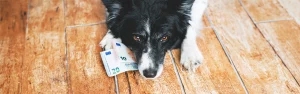 Ein Border Collie mit nachdenklichem Blick liegt auf einem Holzboden und hat einen 10- und einen 20-Euro-Schein unter einer Pfote.