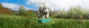 Ein weißer Labrador nähert sich einem Spielzeug auf einer grünen Wiese, mit Bäumen und einem teilweise bewölkten Himmel im Hintergrund.