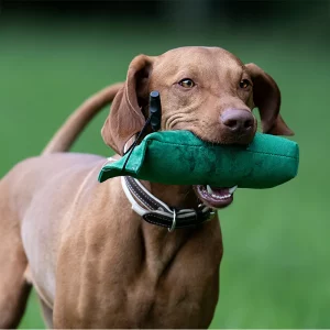 Ein brauner Hund trägt einen grünen Apportiert-Dummy im Maul. Im Hintergrund sieht man unscharf eine grüne Wiese.