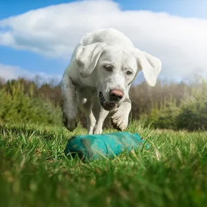 Ein weißer Labrador nähert sich einem Spielzeug auf einer grünen Wiese, mit Bäumen und einem teilweise bewölkten Himmel im Hintergrund.