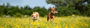 Zwei Hunde, ein hellbrauner und ein dunkelbrauner, laufen durch eine Wiese mit gelben Blumen, beide tragen Apportier-Dummys im Maul, vor einem Hintergrund aus Bäumen und einem blauen Himmel.