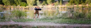 Ein brauner Hund, wahrscheinlich ein Vizsla, trägt freudig ein Apportiergerät, während er nahe eines Teichs oder Sees mit Spritzern von Wasser, die von ihm abperlen, läuft. Im Hintergrund sieht man Uferbewuchs und Bäume.