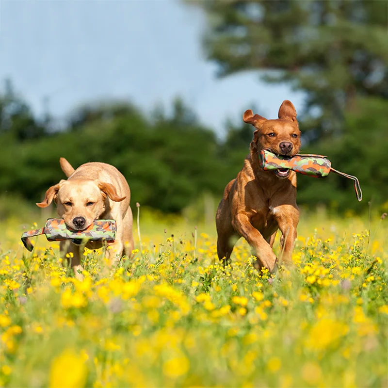 Zwei Hunde, ein hellbrauner und ein dunkelbrauner, laufen durch eine Wiese mit gelben Blumen, beide tragen Apportier-Dummys im Maul, vor einem Hintergrund aus Bäumen und einem blauen Himmel.
