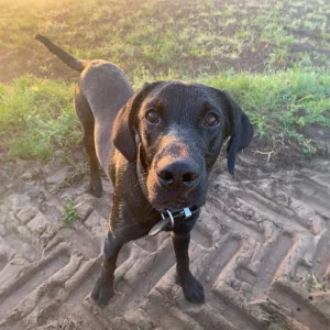 Labradorrüde Forest guckt aufmerksam in die Kamera. Er steht in der Abenddämmerung auf einer grünen Wiese und Feldweg.