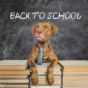Ein brauner Hund trägt eine Krawatte und sitzt auf einem Stapel Bücher vor einer Tafel, auf der mit Kreide "BACK TO SCHOOL" geschrieben steht. Eine Einzelstunde ist in der Hundeschule optimal um an individuellen Bedürfnissen von Hund und Mensch zu arbeiten.