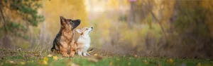 Zwei Hunde, ein Deutscher Schäferhund und ein Corgi, sitzen nebeneinander auf einer herbstlichen Wiese und schauen nach oben, umgeben von Bäumen mit goldenen Blättern. Nach dem Trainingskurs Grundgehorsam halten sie selbstständig ihre Position.