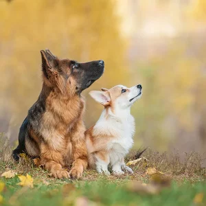 Zwei Hunde, ein Deutscher Schäferhund und ein Corgi, sitzen nebeneinander auf einer herbstlichen Wiese und schauen nach oben.