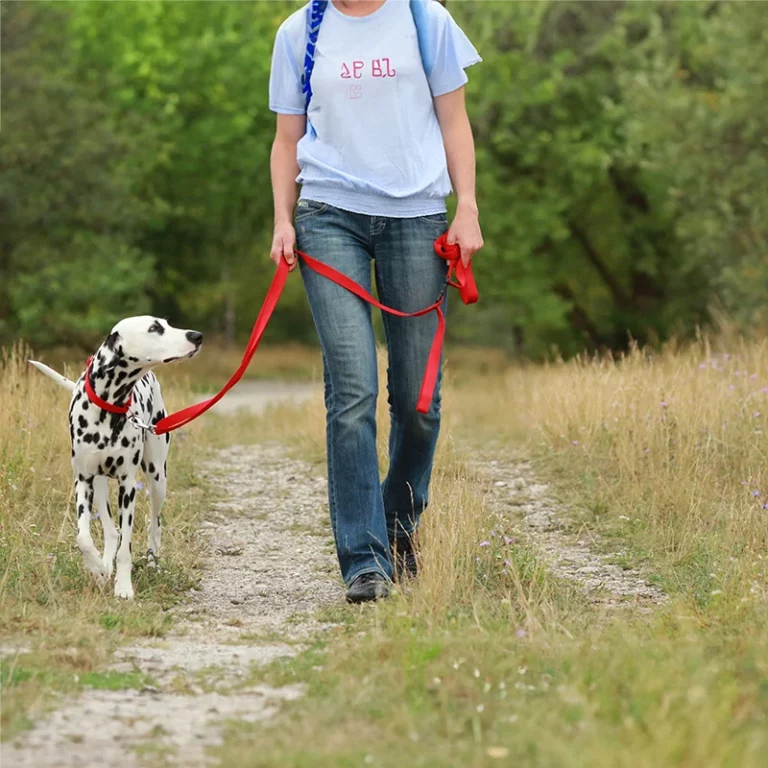 Eine Person in Jeans und einem hellblauem T-Shirt geht mit einem Dalmatiner an einer roten Leine auf einem Weg, der Hund schaut zu seinem Besitzer auf. Sie trainieren die Leinenführigkeit erfolgreich.