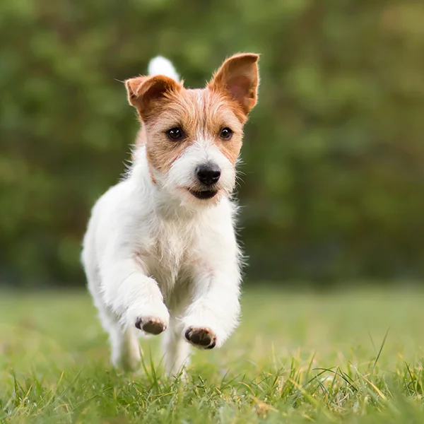 Ein lebhafter Jack Russell Terrier springt über eine grüne Wiese.