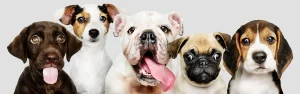 Fünf verschiedene Hunderassen nebeneinander, von links nach rechts: ein brauner Labrador Welpe mit herausgestreckter Zunge, ein Jack Russell Terrier, ein weißer Bulldogge mit rosa Zunge, ein Pug mit nachdenklichem Blick und ein Beagle Welpe, alle vor einem neutralen Hintergrund.
