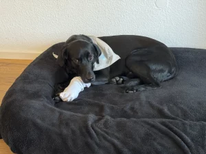 Forest liegt mit traurigem Blick auf einem schwarzenHundekissen. Um seine verletzte Pfote trägt er ein Söckchen.