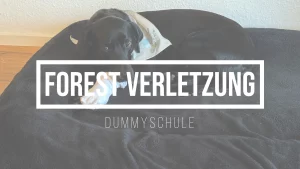 Forest mit verletzter PForest liegt mit traurigem Blick auf einem schwarzenHundekissen. Um seine verletzte Pfote trägt er ein Söckchen. Das Bild gehört zu dem Blog-Beitrag Forest Verletzung.