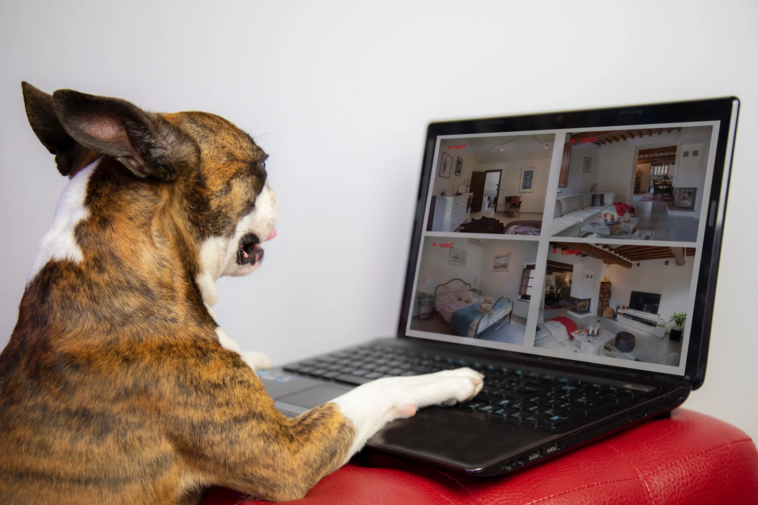 Ein Hund, der wie ein Boxer aussieht, sitzt vor einem Laptop, auf dessen Bildschirm die Ansichten von Überwachungskameras zu sehen sind, die verschiedene Zimmer eines Hauses zeigen. Der Hund scheint interessiert auf den Bildschirm zu blicken, während er eine Pfote auf die Tastatur legt.