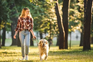 Ein Golden Retriever läuft vorbildlich an einer Leine, die eine junge Frau in Jeans und karierter Bluse hält. Sie lächelt und sieht entspannt aus. Die beiden gehen in einem Park spazieren. Im Hintergrund sieht man Bäume und Wiese die von der Sonne angeleuchtet werden.