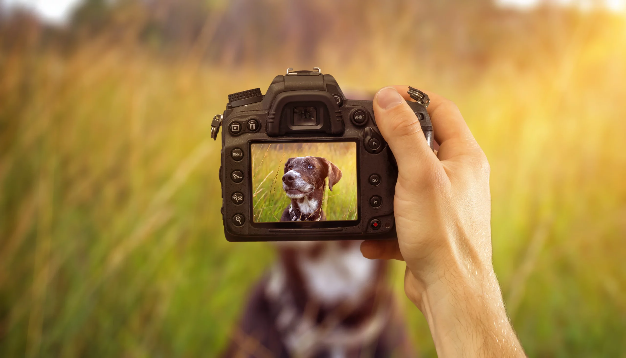 Eine professionelle Kamera wird von einer Hand gehalten. Auf dem Bildschirm der Kamera sieht man ein Portrait von einem Hund, welches gerade geschossen wird. Der Hund sitzt im Hintergrund auf einer Wiese.
