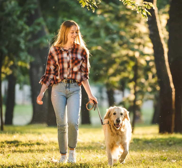 Ein Golden Retriever läuft vorbildlich an einer Leine, die eine junge Frau in Jeans und karierter Bluse hält. Sie lächelt und sieht entspannt aus. Die beiden gehen in einem Park spazieren. Im Hintergrund sieht man Bäume und Wiese die von der Sonne angeleuchtet werden.