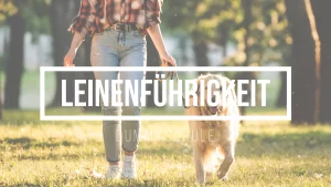 Ein Bild zum Beitrag über den Kurs Leinenführigkeit - Ein Golden Retriever läuft vorbildlich an einer Leine, die eine junge Frau in Jeans und karierter Bluse hält. Sie lächelt und sieht entspannt aus. Die beiden gehen in einem Park spazieren. Im Hintergrund sieht man Bäume und Wiese die von der Sonne angeleuchtet werden.