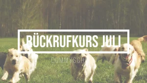 Ein Bild zum Beitrag über den Kurs Rückruf - Eine fröhliche Gruppe verschiedenfarbiger Hunde, darunter ein schwarzer Labrador und mehrere Golden Retriever, rennt durch eine grüne Wiese vor einem Waldhintergrund.