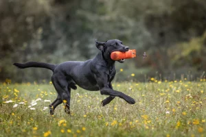 Der schwarze Labrador Forest apportiert einen orangefarbenen Dummy auf einer grünen Wiese. Im Hintergrund sieht man Wald.