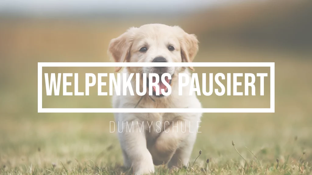 Ein Beitragsbild über die Änderungen im Welpenkurs und die anstehende Pausierung. Auf dem Bild läuft ein Golden Retriever Welpe freundlich auf die Kamera zu. Er läuft über eine Wiese.