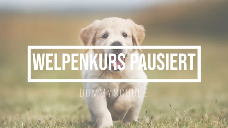 Ein Beitragsbild über die Änderungen im Welpenkurs und die anstehende Pausierung. Auf dem Bild läuft ein Golden Retriever Welpe freundlich auf die Kamera zu. Er läuft über eine Wiese.