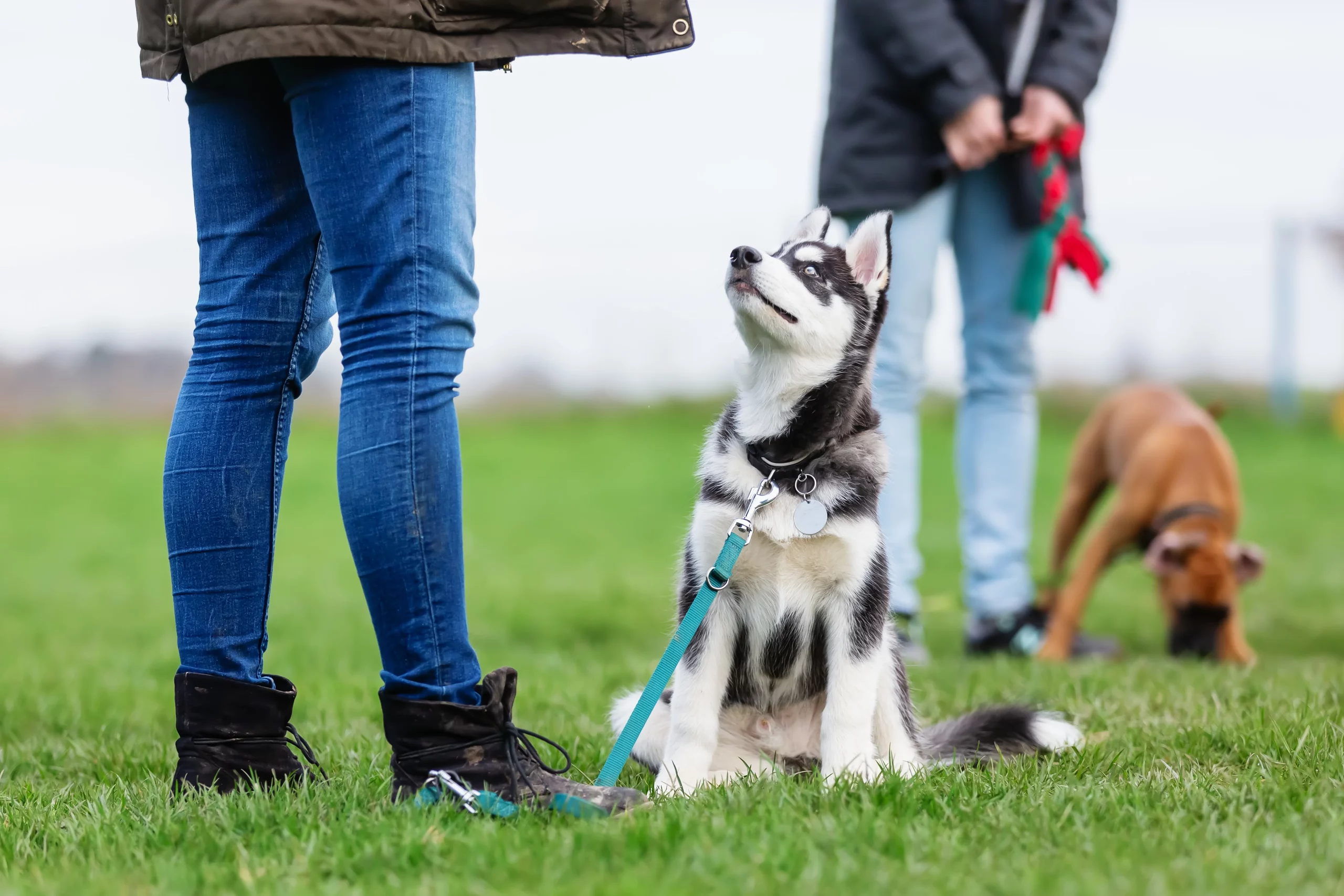 Ein junger Husky schaut aufmerksam zu seiner Besitzerin. Er sitzt brav auf einer Wiese vor ihr. Im Hintergrund sieht man noch einen weiteren Hund aus der Trainingsgruppe mit seinem Herrchen.